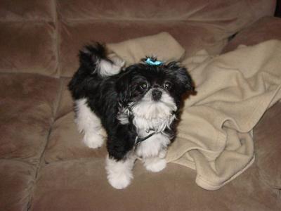 Gabi's First Puppy Clip at 4 months