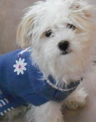 Isabella showing off her new sweater