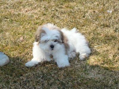 Do you think Max is a Maltese Shih Tzu Puppy?