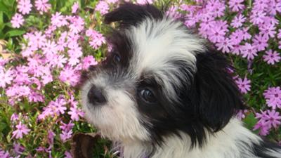 Spring Fling with Roxy the Maltese Shih Tzu Puppy