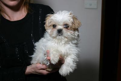 Little Ruby 10 weeks old