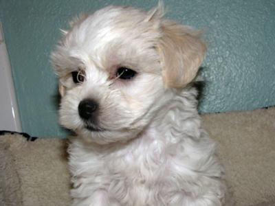 Maltese Shih Tzu puppy - Cheyenne