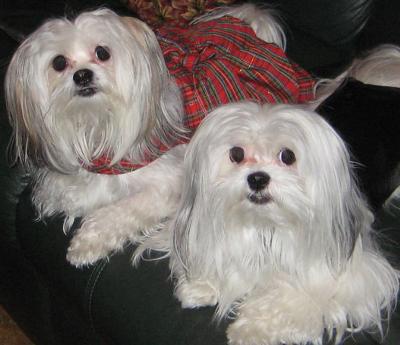 Bosco & Gracie in Christmas Finery