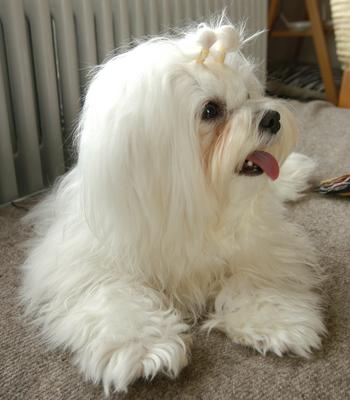 Cute Inga, four pounds, eleven months old