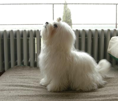 My Maltese Toy, Inga, four pounds.