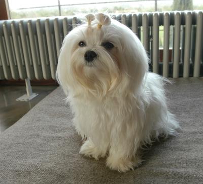 Maltese Toy, Inga, eleven months old