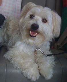 maltese westie mix rescue