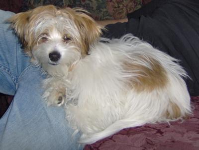 My brown and white Maltese x Shih Tzu