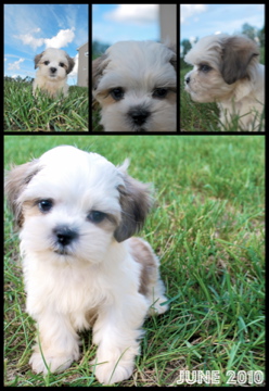 screaming shih tzu maltese x shih tzu screaming shih tzu maltese x shih tzu