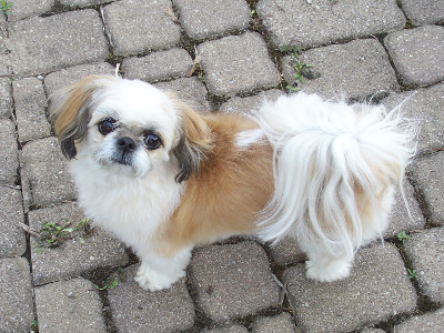 lifespan of maltese shih tzu maltese x shih tzu lifespan of maltese shih tzu maltese x shih tzu