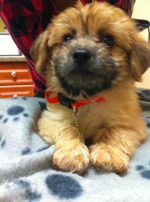 Peanut listening to his Vet.
