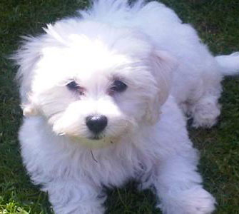 maltese bichon maltichon frise pozie