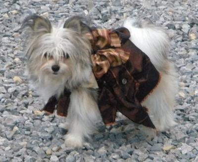 Petunia in her designer dress by Mrs. Doc Woody