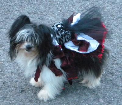 Simmz in designer dress by Mrs. Doc Woody