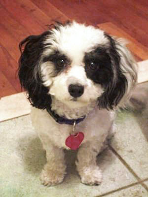 Maltipoo dog - Muppet