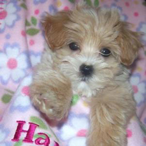 Maltipoo Puppy - Harper