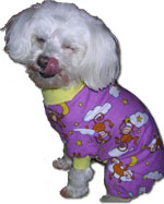 Maltese dog in pjs