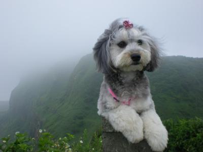 Dachshund Maltese Mix - Chen Chen