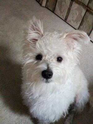 Mauzer Dog - Cooper