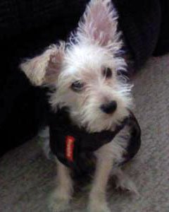 Maltese Schnauzer Mix Puppy - Rascal