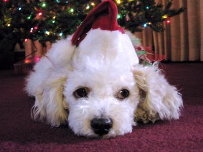 Max the Mini Poodle + Maltese