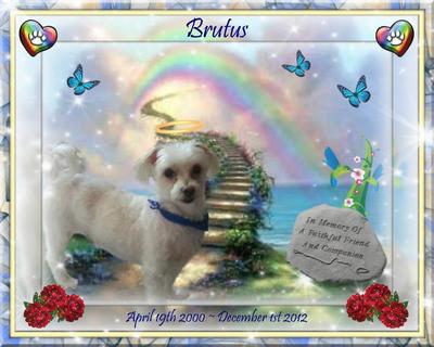 My Sweet Baby Boy Brutus