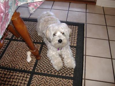 Adorable miniature Schnauzer mix