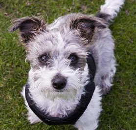 Miniature Schnauzer Mix - Napoleon