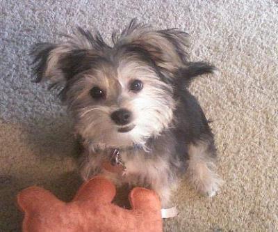 Morgan the Morkie