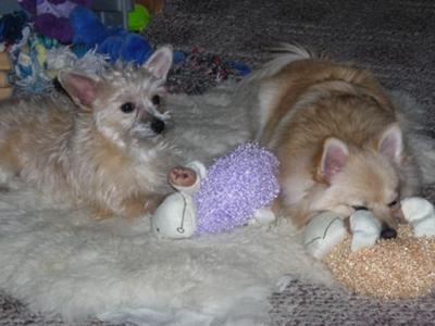 Chrystie is of course the dog on the left with the purple lamb toy with her brother Hooch the pom on the right with the orange lamb