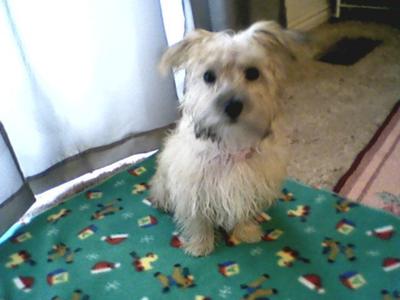 Little Miss Muffit at 3 1/2 mos.