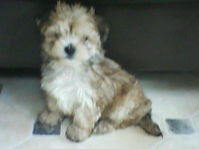 Billy the day we got him