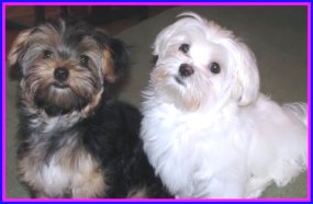 Cricket and Bailey the Morkie puppies