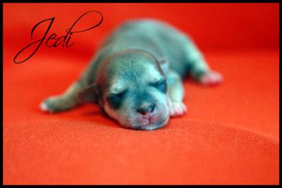 Jedi @ 2 days old