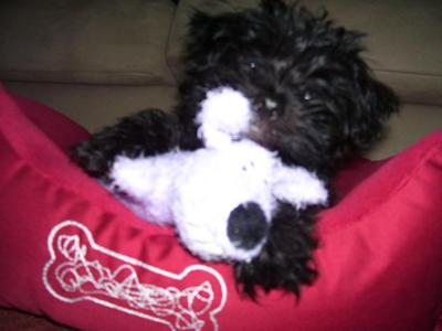 Which is the stuffed animal?