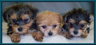 Winston at 3 weeks ( far right)