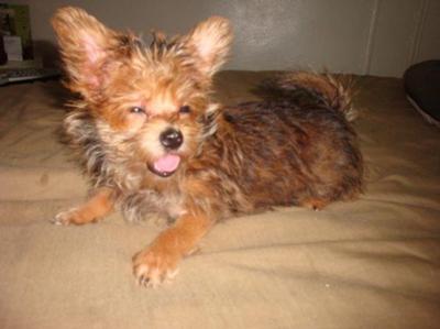 this is my puppy bootz