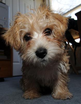 Mindy the Morkie (Nanoo Nanoo)