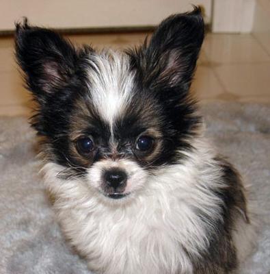 Cutest Papillion mix ever!