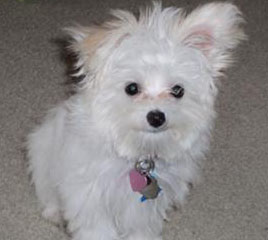 Maltese Papillon Puppy - Sadie