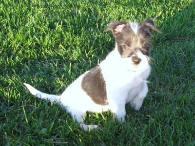 10 week old Papitese