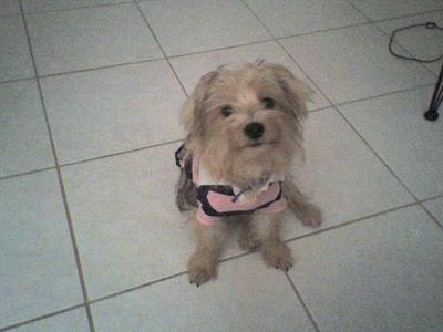 Parker the Maltese mix Yorkie in  his rugby shirt!