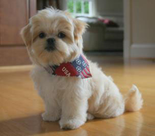 Pekingese Maltese puppy - Carmen