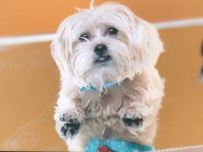Pekingese Maltese Mix - Susha