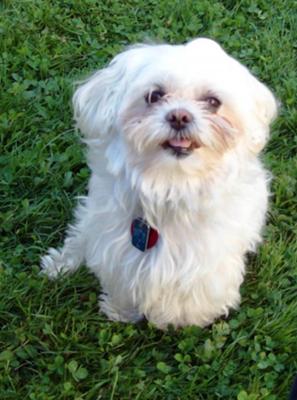 White Pekingese Mix - Bugsy