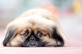 Pekingese