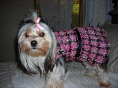 Zoe in head bed she refuses to let me throw away.