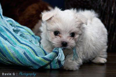Playful Maltese Puppy - Marley