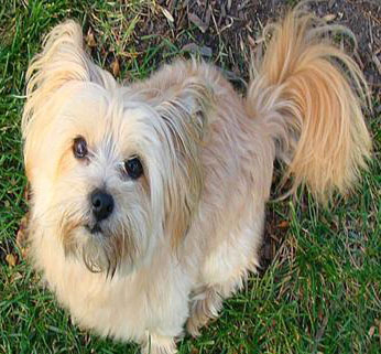 Pomeranian Maltese - Iggy