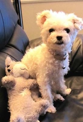 adopt a poodle mix near me